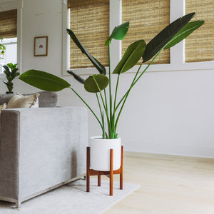 Faux Bird of Paradise Tree 6 Feet