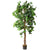 Artificial Ficus Silk Tree 6 Feet