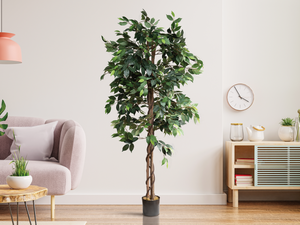 6 Ft. Ficus Tree w/ Basket