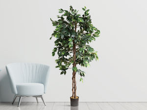 Artificial Ficus Silk Tree 6 Feet