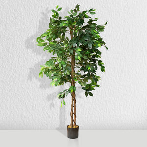 5 Ft. Ficus Tree w/ Basket