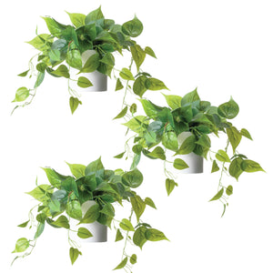 Artificial Pothos Plant in White Pot- 3 Pack