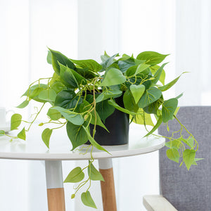 Artificial Pothos Plant in Black Pot