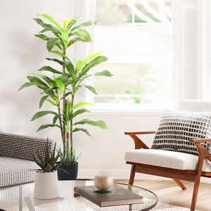 5 Ft. Dracaenea w/ Pot