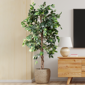 5 Ft. Ficus Tree w/ Basket
