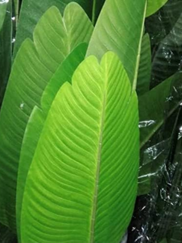 DEFLECTAIR 5 Feet Tall Artificial Bird of Paradise Indoor Plant in Black Pot