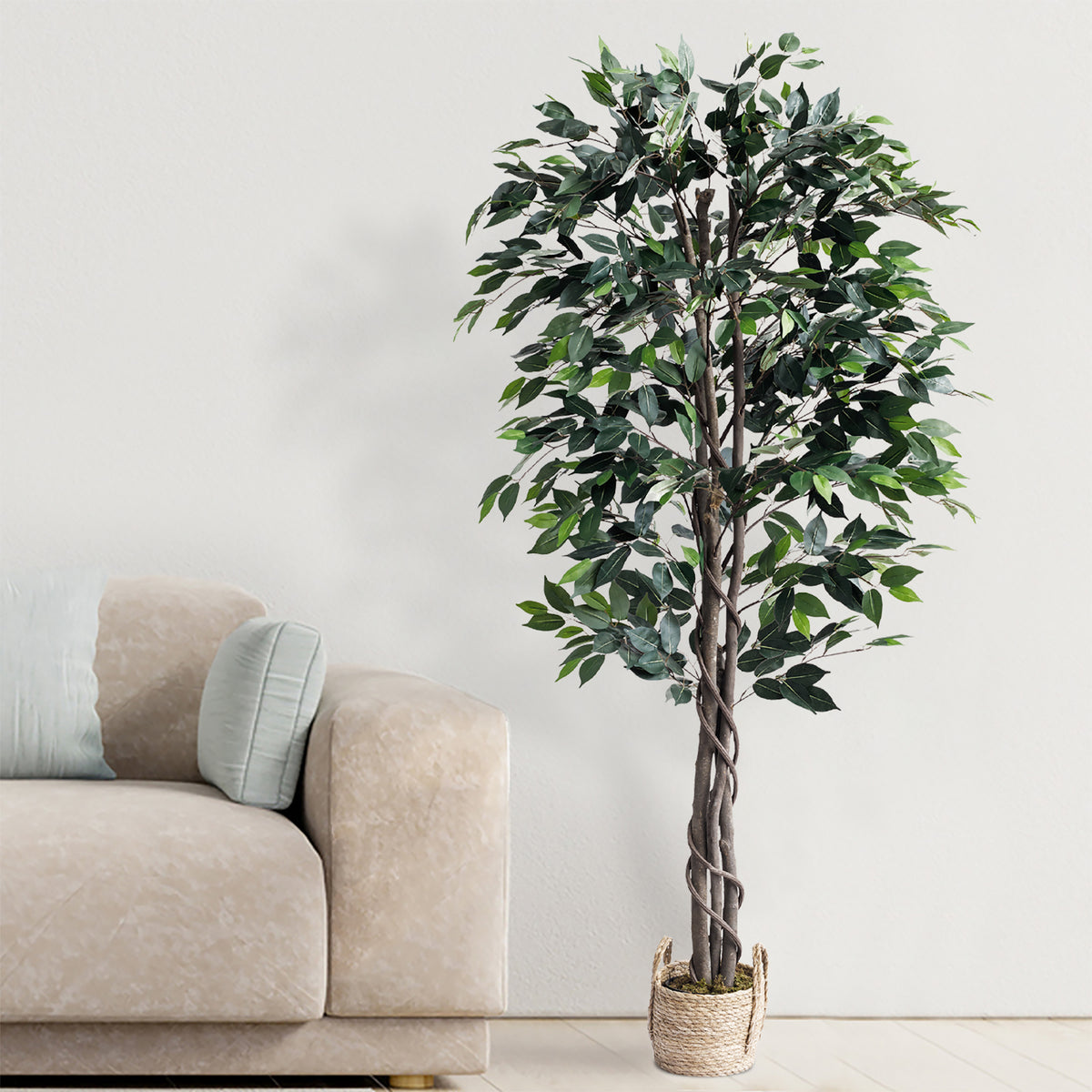 Ficus Tree 5 Feet with wicker pot