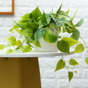 Artificial Pothos Plant in White Pot -2 Pack