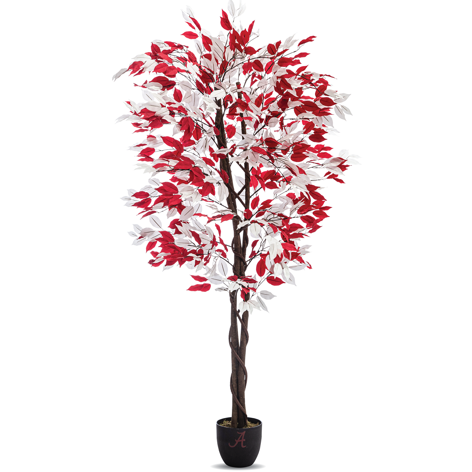 university of alabama gift - ficus tree