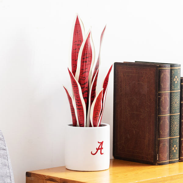 hydrangea snake plant Exclusive Fan Gift Pack
