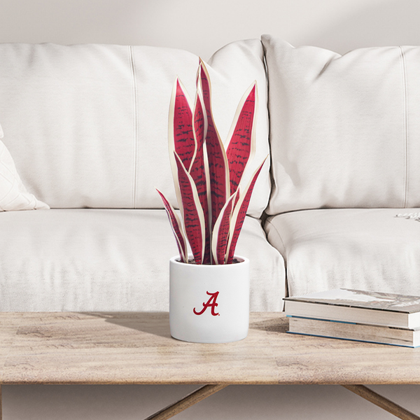 hydrangea snake plant Exclusive Fan Gift Pack