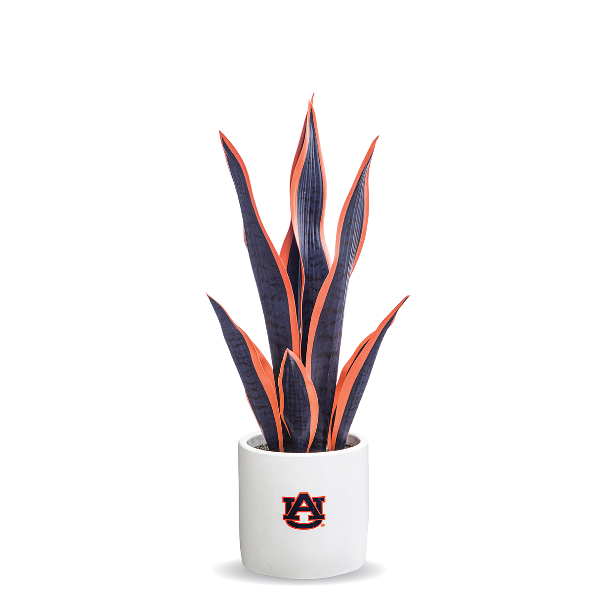 Auburn War Eagle Faux Snake Plant