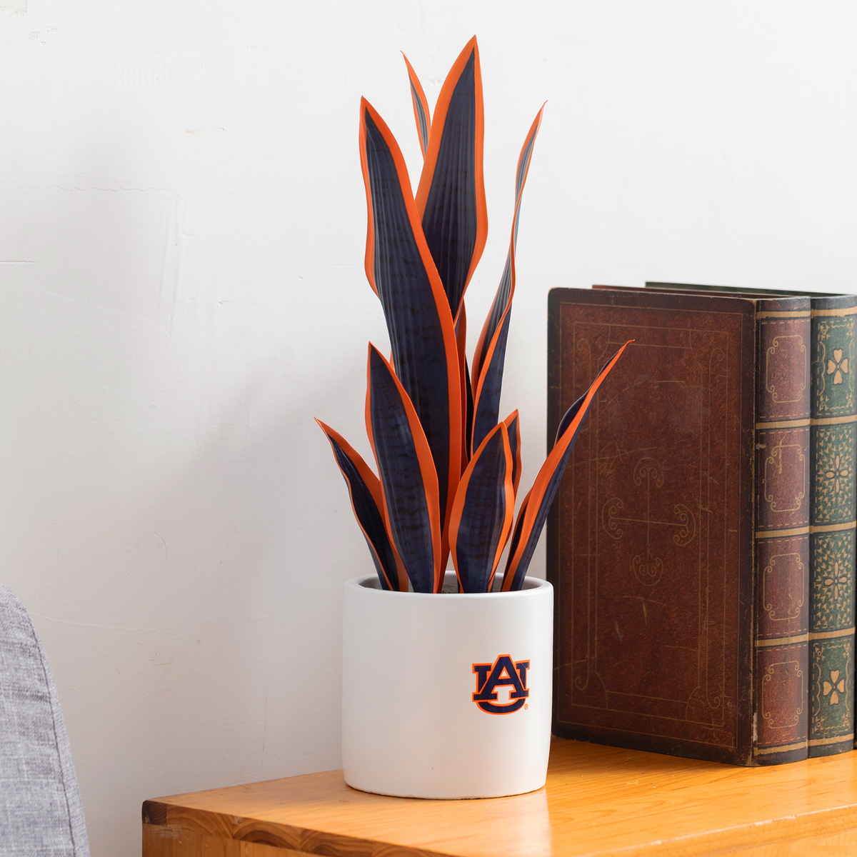 Auburn War Eagle Snake Plant & Orchid