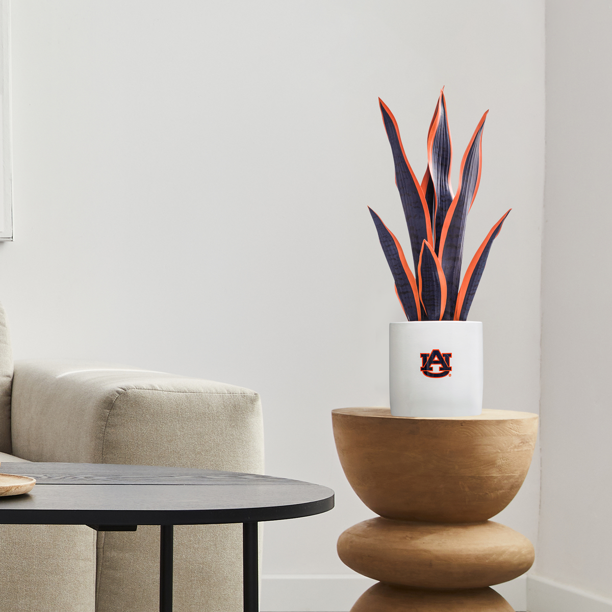 Auburn War Eagle Faux Snake Plant