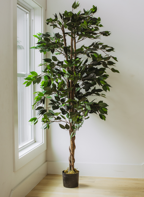 Ficus Silk Tree 5 Feet - Artificial Trees for Home Décor - Forever Leaf