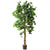 5 Ft. Ficus Tree w/ Basket