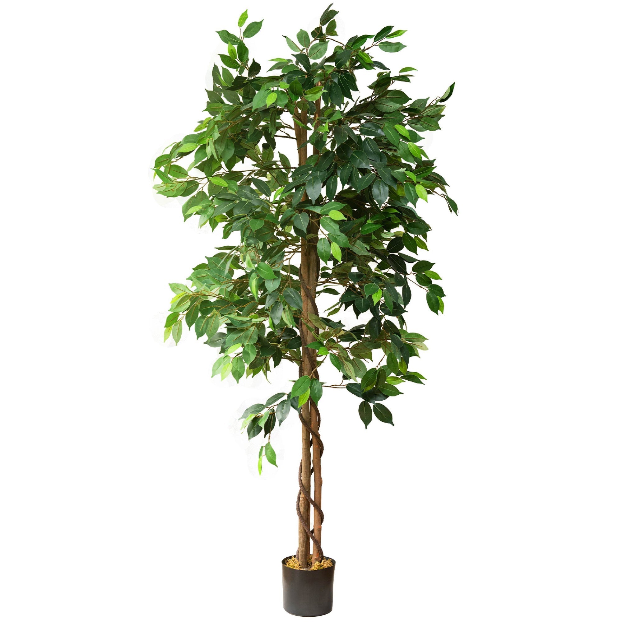 6 Ft. Ficus Tree w/ Basket