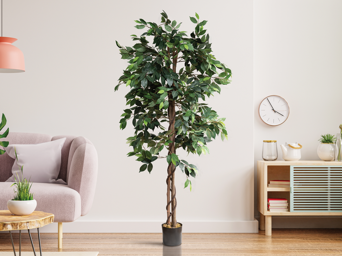 6 Ft. Ficus Tree w/ Basket