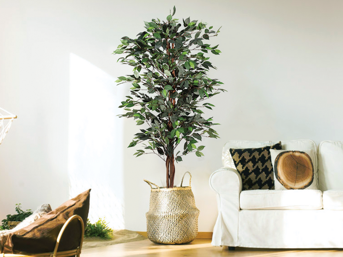 5 Ft. Ficus Tree w/ Basket