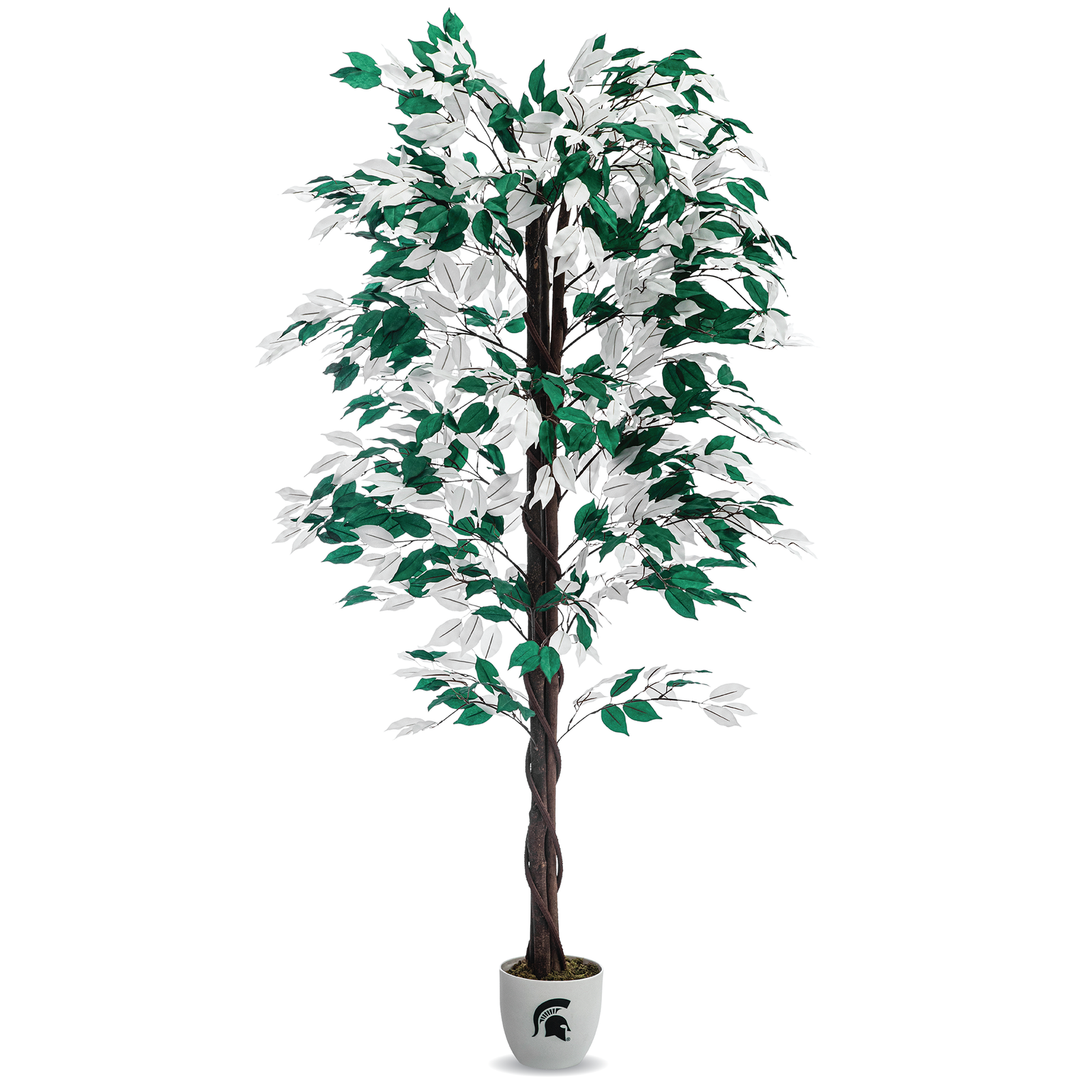 MSU Spartan Faux Ficus Tree 6 Feet