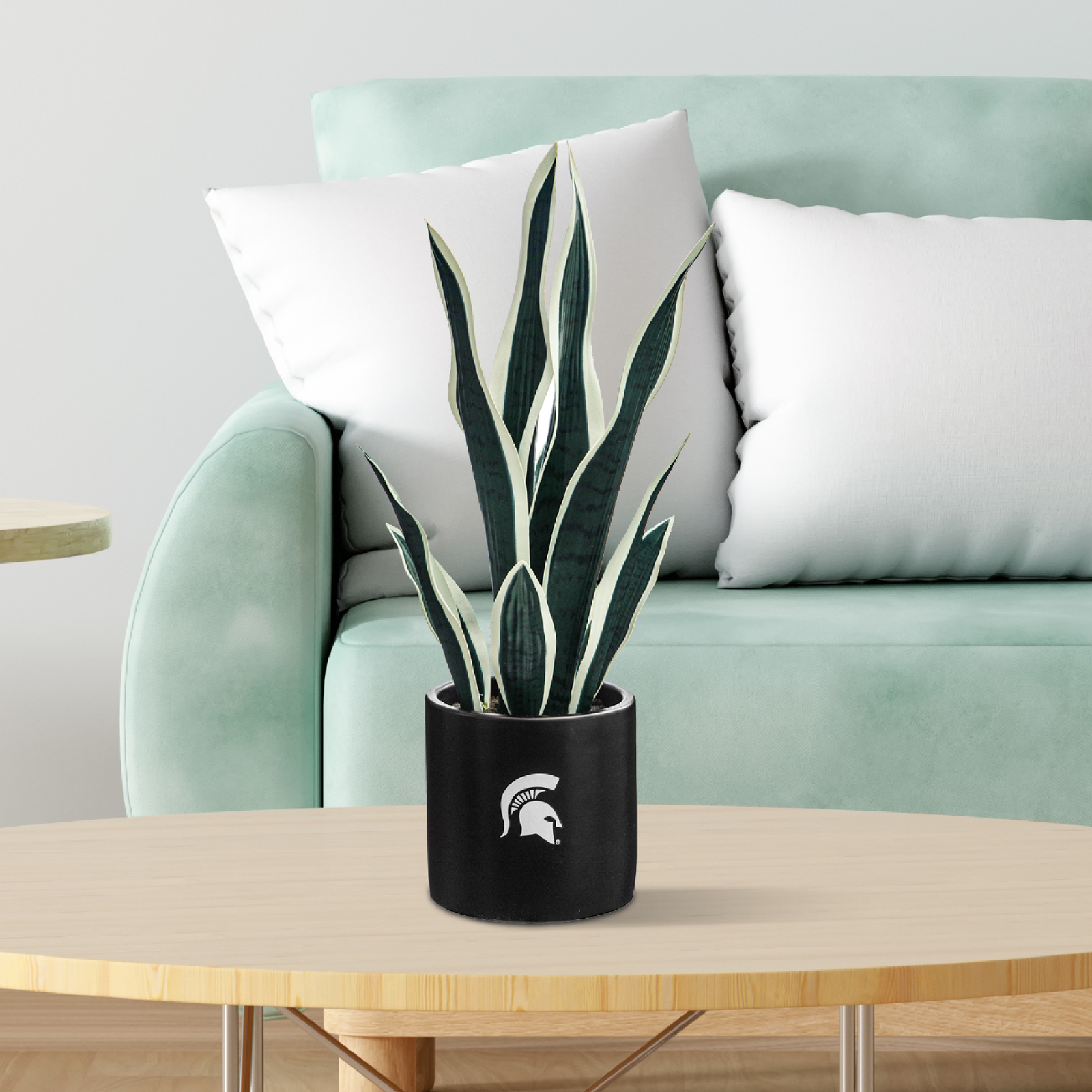 MSU Spartan Faux Snake Plant