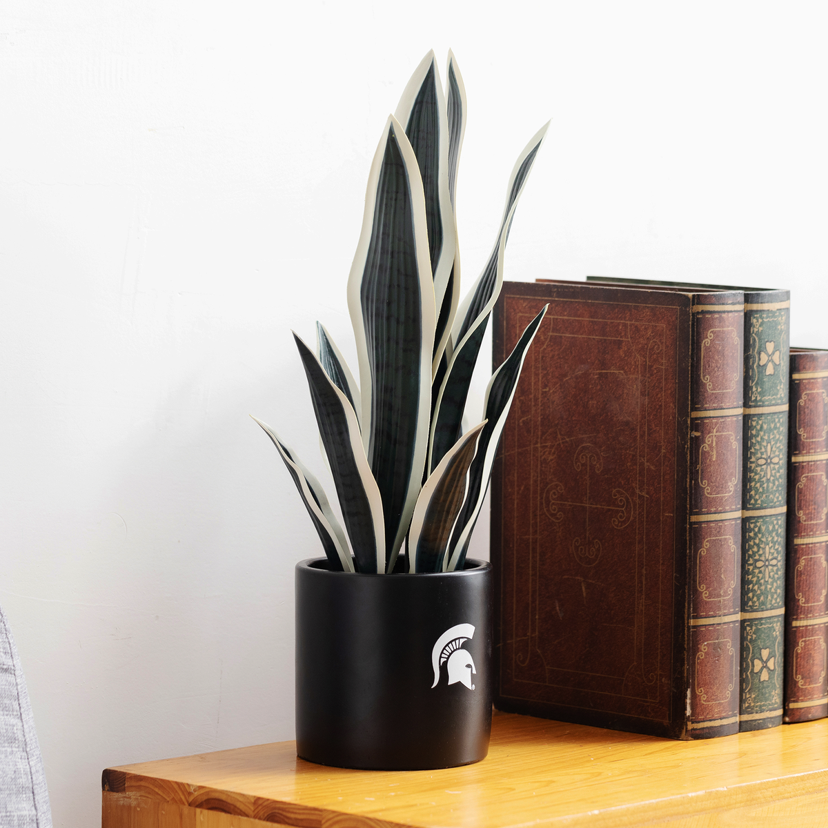 MSU Spartan Faux Snake Plant & Orchid