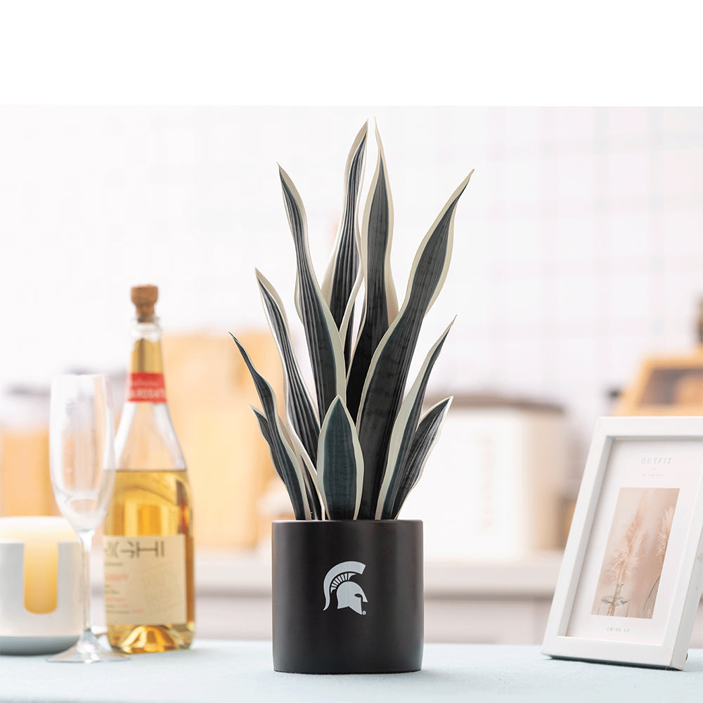 MSU Spartan Faux Snake Plant