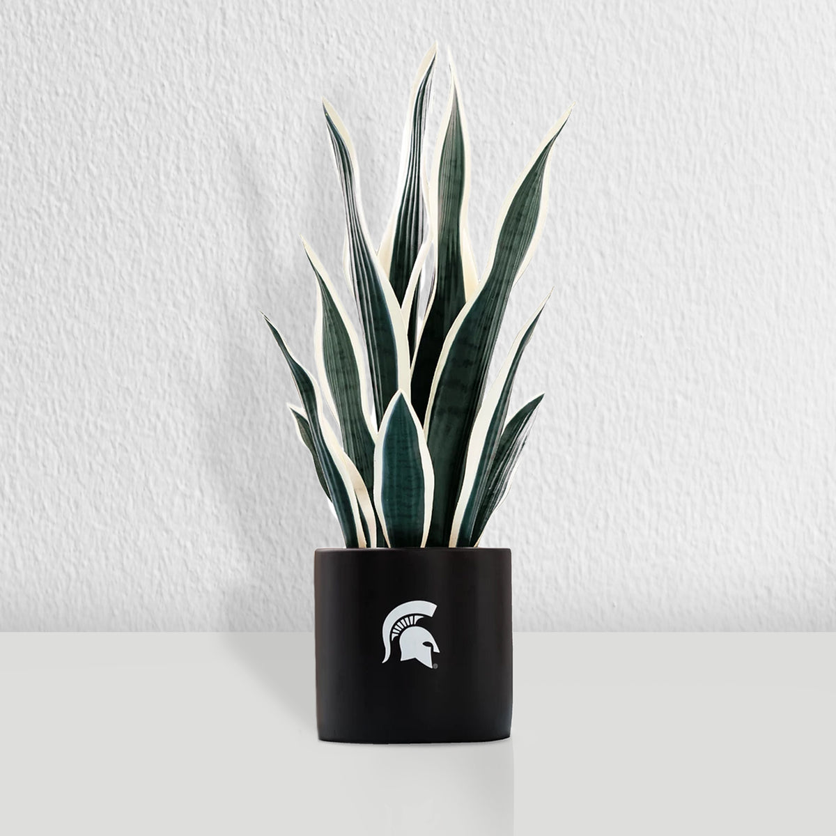 MSU Spartan Faux Snake Plant