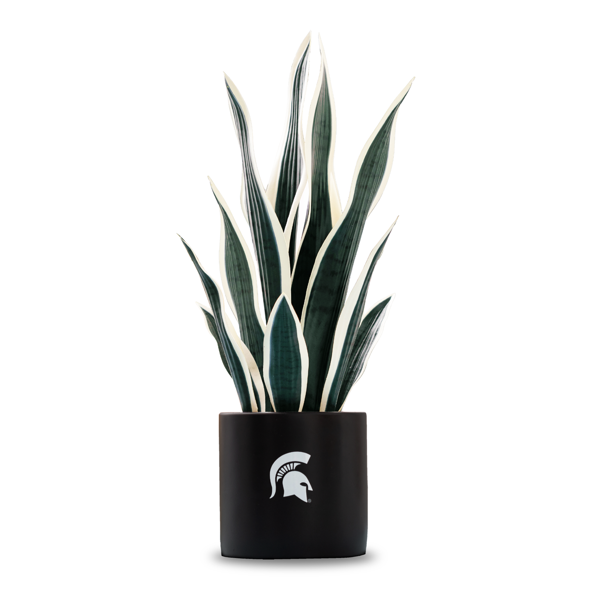 MSU Spartan Faux Snake Plant