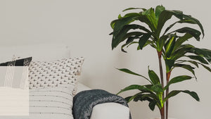 Fake Ficus Silk Tree and Dracaena Indoor Plant 5 Feet